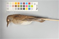 藏品(白腹鶇)的圖片